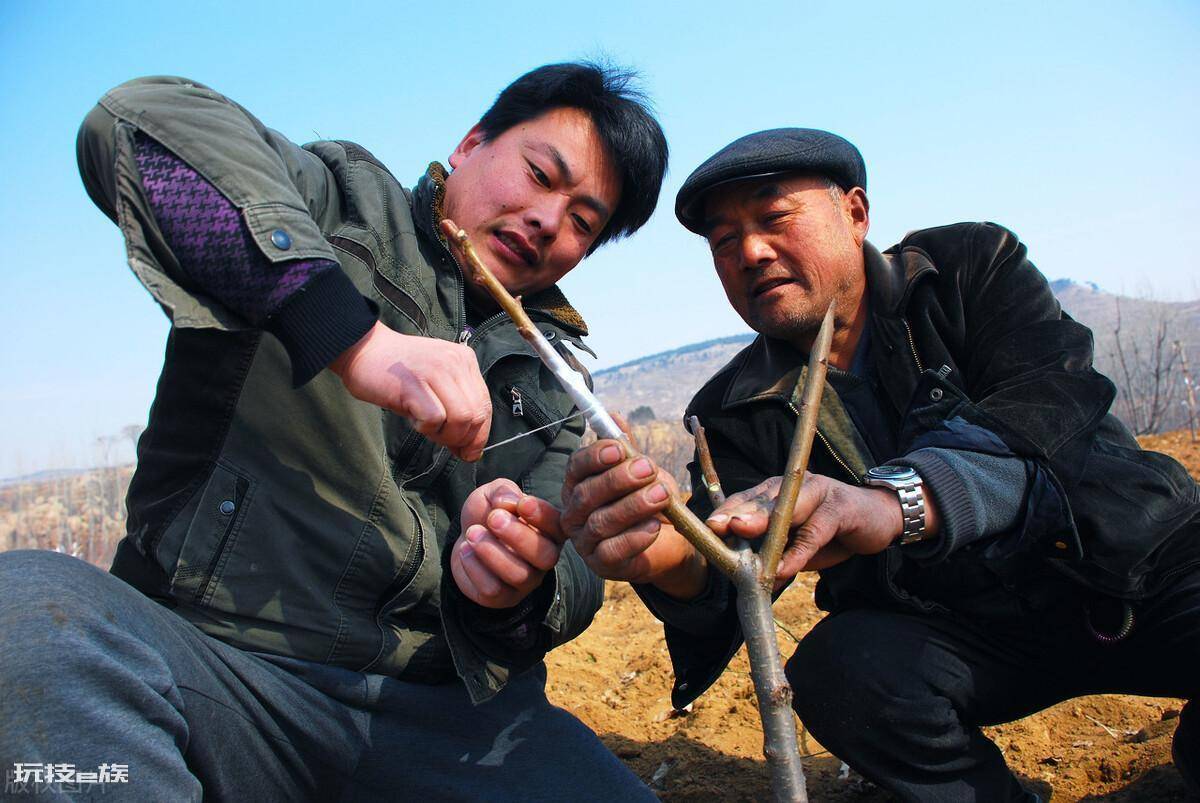 什么时候嫁接果树最好(果树嫁接与季节的关联性)-图片3